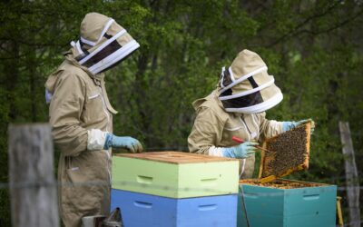 Le Jardin de Beyla : une entreprise au service des abeilles et de l’innovation