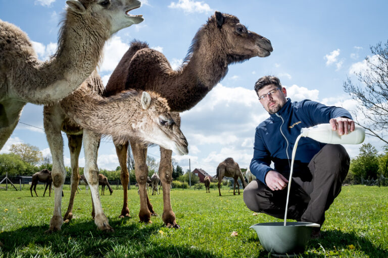 La Camelerie, une filière agricole innovante au service de la diversification des Hauts-de-France