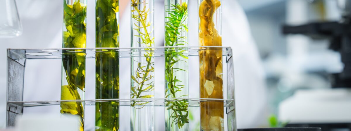 Ambition Bioéconomie : innover autrement grâce aux ressources du territoire